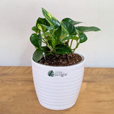 Golden pothos, with 5.5 inches white decor pot